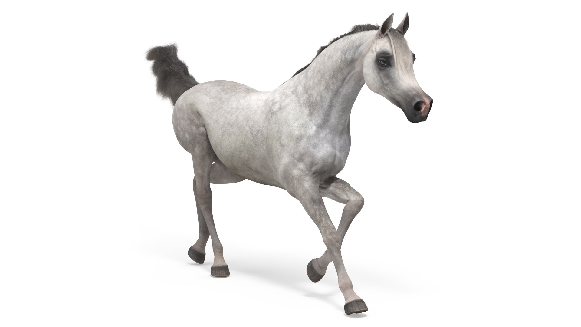 Galloping Arabian Horse Gray Dappled Fur 3D model preview
