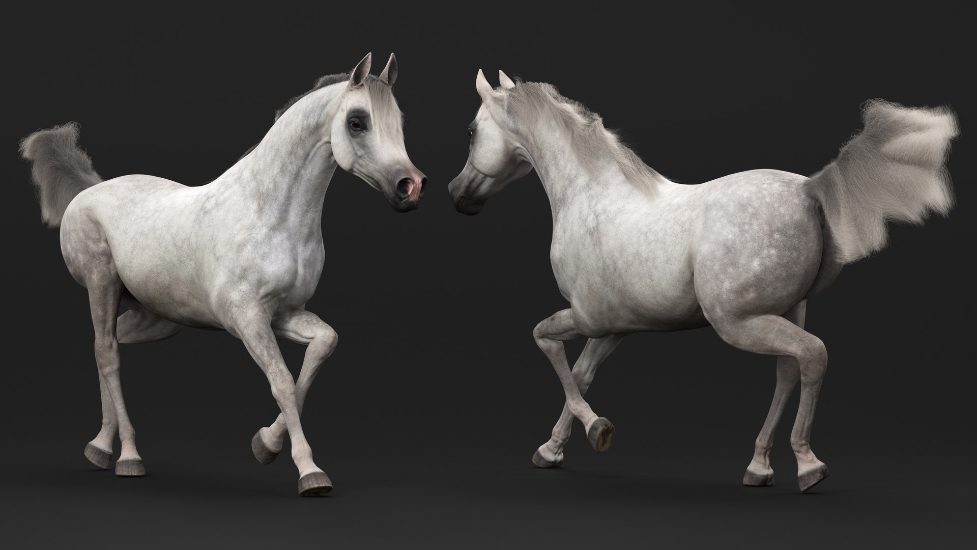 Galloping Arabian Horse Gray Dappled Fur 3D - TurboSquid 2180064