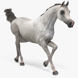 Galloping Arabian Horse Gray Dappled Fur 3D