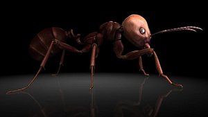 3D model insect