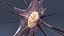 Acanthometra