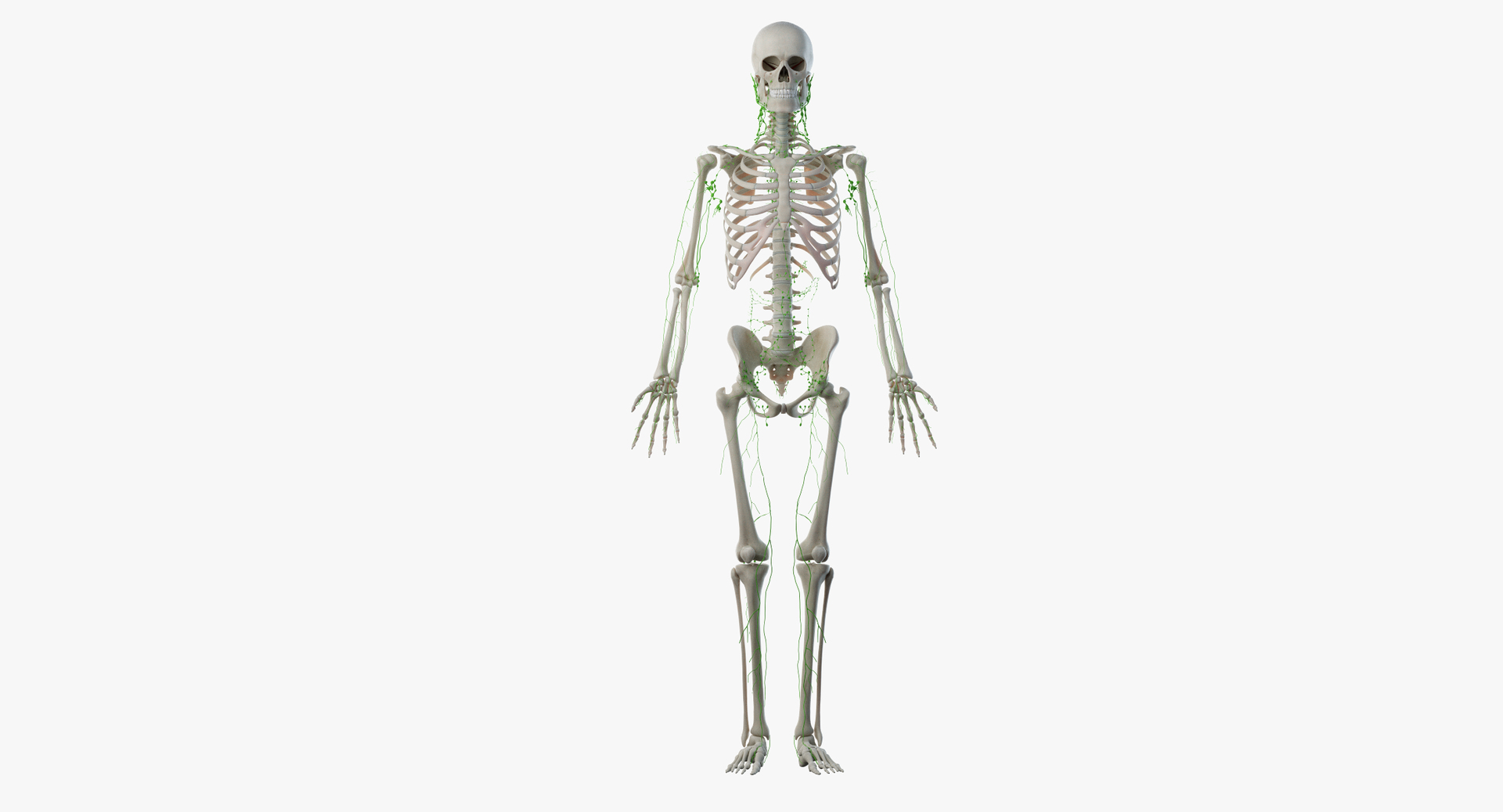 male female anatomy set 3D model https://p.turbosquid.com/ts-thumb/u1/LwdEWM/0GWZ6SHn/turntable_anatomy_lymphatic/png/1595252429/1920x1080/turn_fit_q99/118587dc0c3e9bf2cdb77336999559585dc51ab1/turntable_anatomy_lymphatic-1.jpg