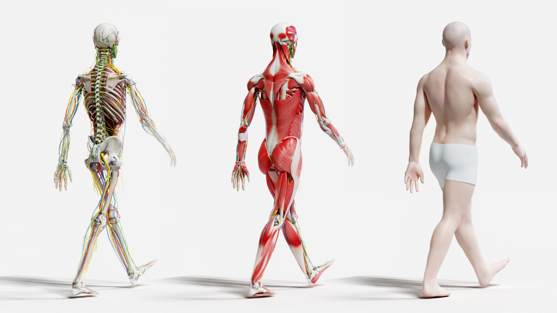 male female anatomy set 3D model https://p.turbosquid.com/ts-thumb/u1/LwdEWM/2Vod7K0Y/tt_male_back/jpg/1604692325/1920x1080/turn_fit_q99/b8ad8ea2ebc9281643b0b564d8c6aa12661428d1/tt_male_back-1.jpg