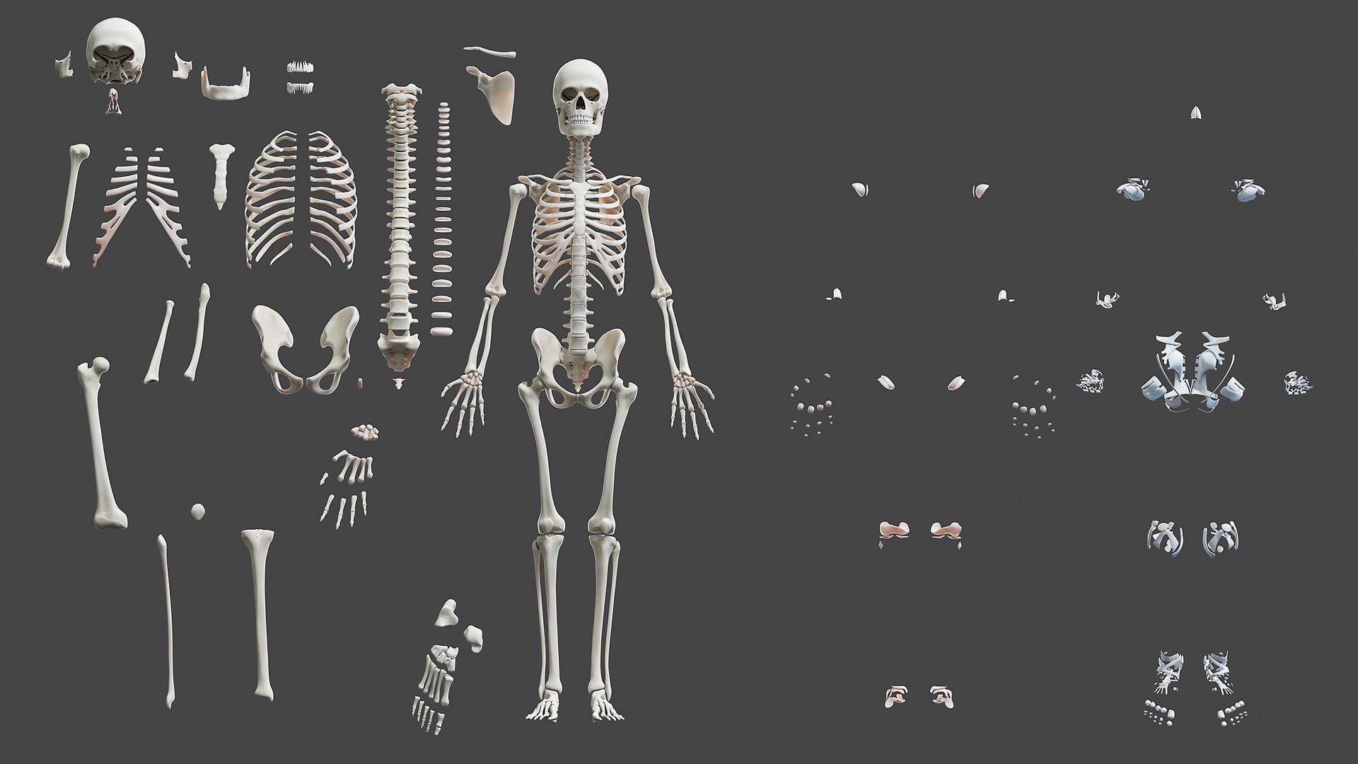 male female anatomy set 3D model https://p.turbosquid.com/ts-thumb/u1/LwdEWM/6zPQYYiI/anatomy_skel_fem/jpg/1604692009/1920x1080/fit_q87/47a655ff07adc6c5095696508d7b3a7dd1259508/anatomy_skel_fem.jpg