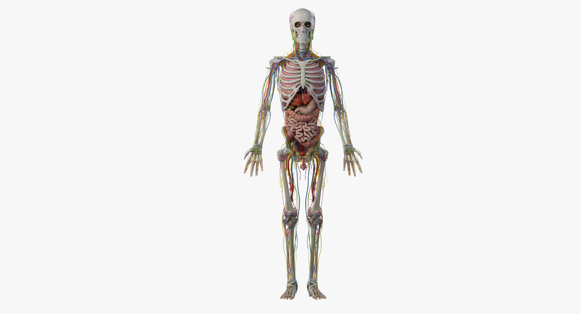 male female anatomy set 3D model https://p.turbosquid.com/ts-thumb/u1/LwdEWM/9DymcfuO/turntable_anatomy_org_vn/png/1595252328/1920x1080/turn_fit_q99/73e2f2493122b2e4b77b9a5d1ec8766e1e8d8f5c/turntable_anatomy_org_vn-1.jpg
