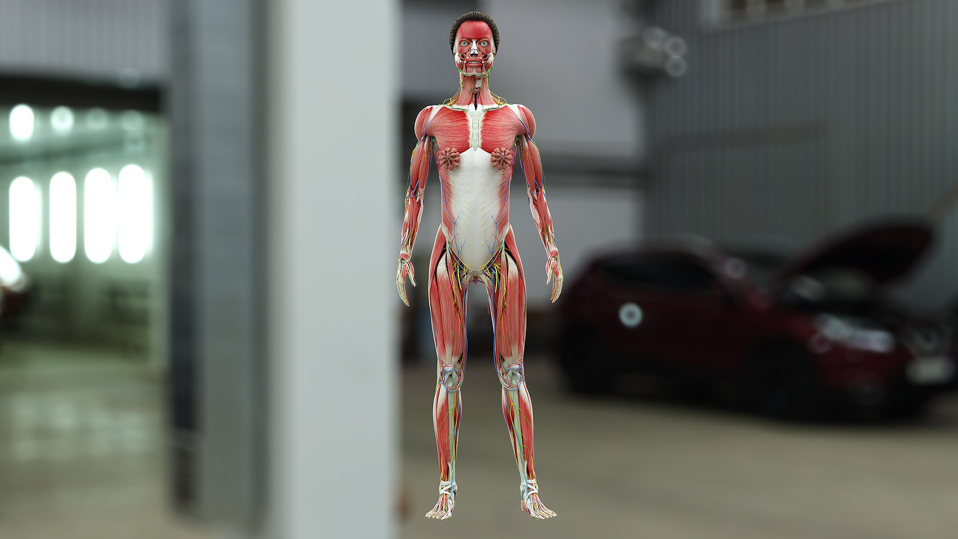male female anatomy set 3D model https://p.turbosquid.com/ts-thumb/u1/LwdEWM/C6hE8e7b/fem_04_b/jpg/1595252068/1920x1080/fit_q87/8e7834d6362dfa35a272073b67189ba8daf2fa39/fem_04_b.jpg