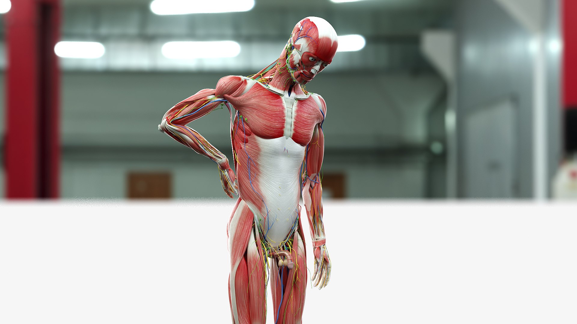 male female anatomy set 3D model https://p.turbosquid.com/ts-thumb/u1/LwdEWM/ENK01Vld/male_05_b/jpg/1604692356/1920x1080/fit_q87/9603758c0e1c2d564ec488773b3364290efd0620/male_05_b.jpg