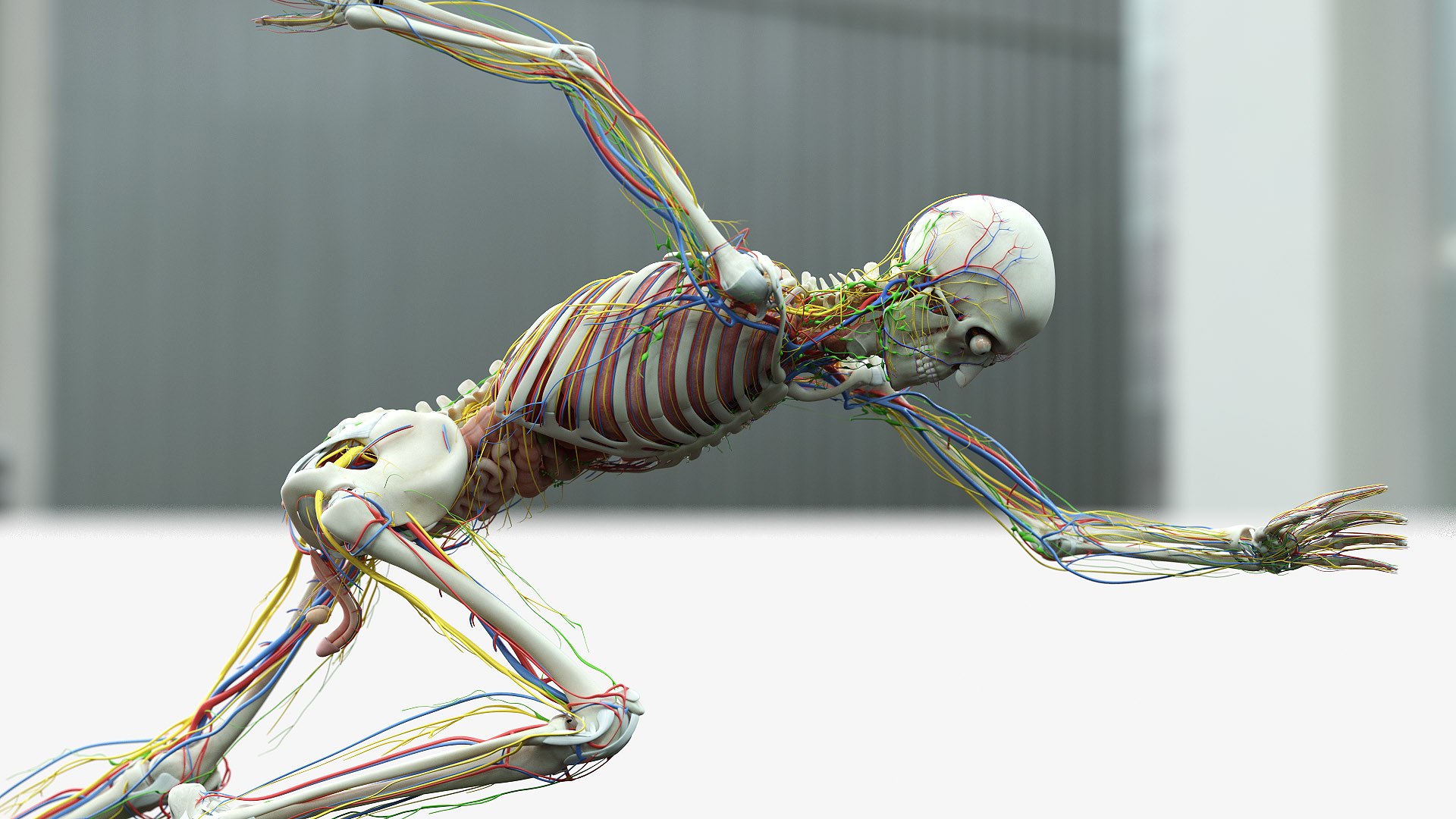 male female anatomy set 3D model https://p.turbosquid.com/ts-thumb/u1/LwdEWM/HEdsjj7Q/male_07_c/jpg/1604692357/1920x1080/fit_q87/ddbadc158a5c9a1b2ff0c1b57c95a9d8acbb1be9/male_07_c.jpg