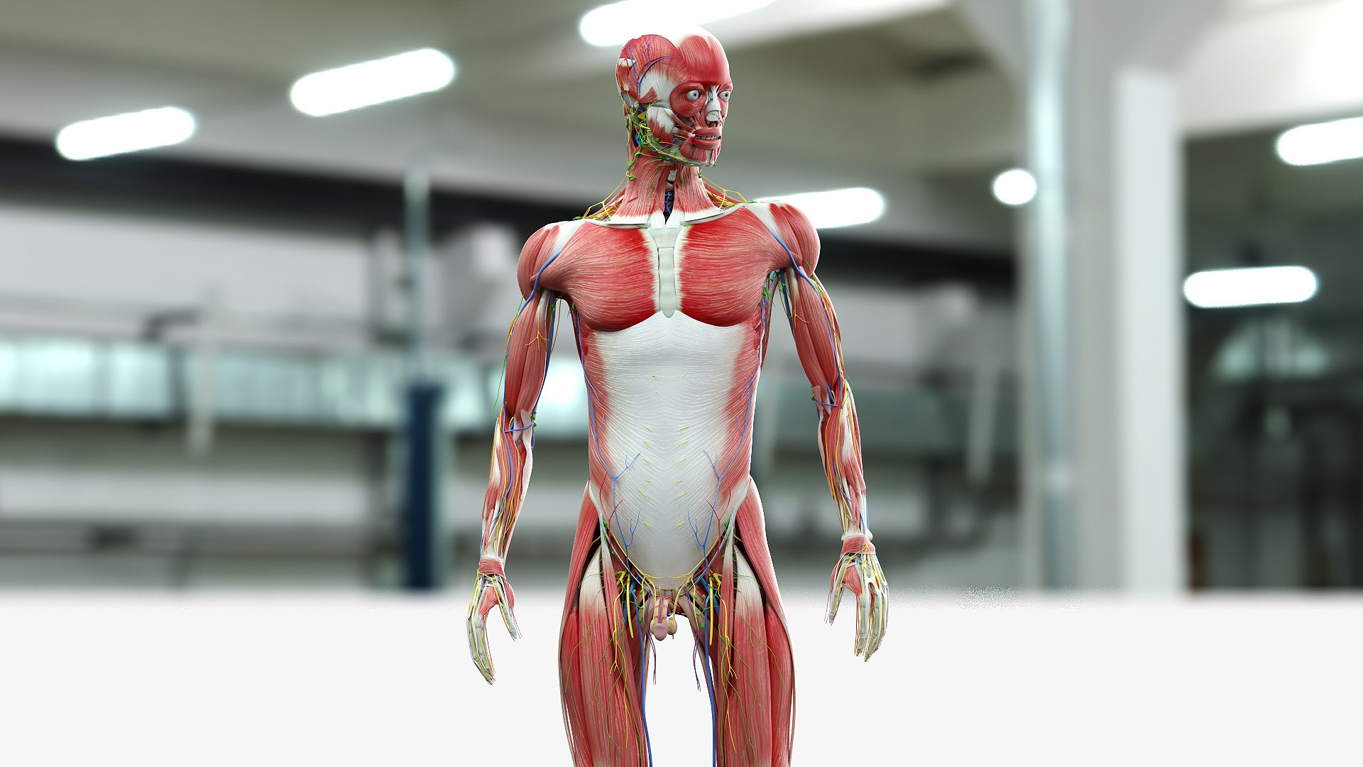 male female anatomy set 3D model https://p.turbosquid.com/ts-thumb/u1/LwdEWM/IUwPfBug/male_04_b/jpg/1604692356/1920x1080/fit_q87/355a3ab5da14405d4a9a3eadae82d3234f9712b8/male_04_b.jpg