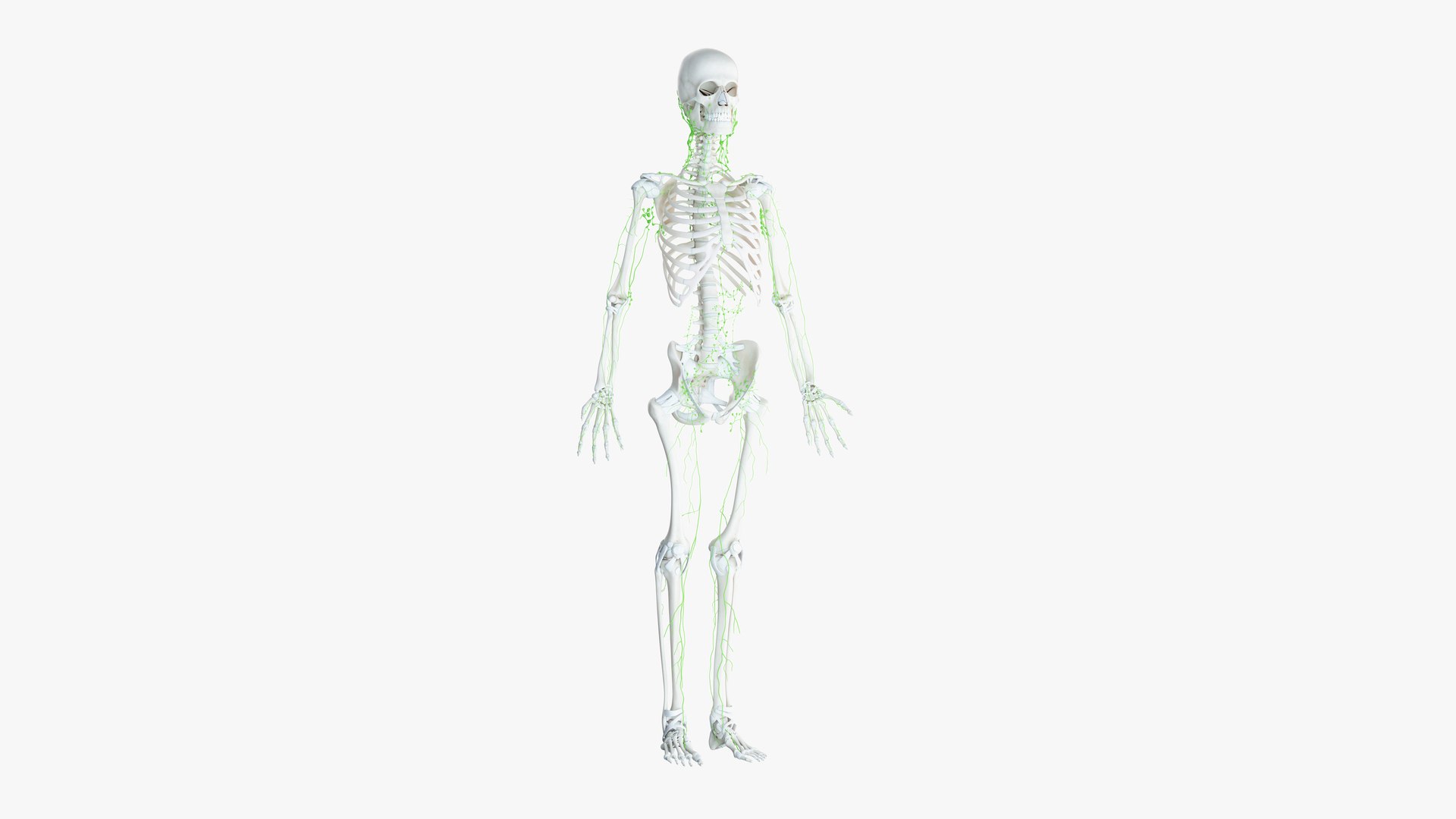 male female anatomy set 3D model https://p.turbosquid.com/ts-thumb/u1/LwdEWM/L3UBdfjA/2019_female_skeleton_lymphatic0000/jpg/1595315074/1920x1080/fit_q87/63ff7164eaeef6669cb9a06ec5e11423311be44c/2019_female_skeleton_lymphatic0000.jpg