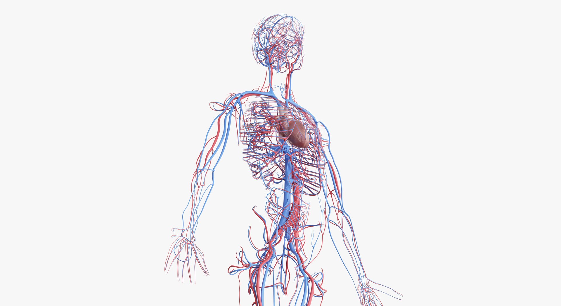 male female anatomy set 3D model https://p.turbosquid.com/ts-thumb/u1/LwdEWM/NYDirm0s/2019_female_vascular00000/jpg/1595315304/1920x1080/fit_q87/1c53f9b6fe053fc89207116c01ec00de0ecdd00b/2019_female_vascular00000.jpg