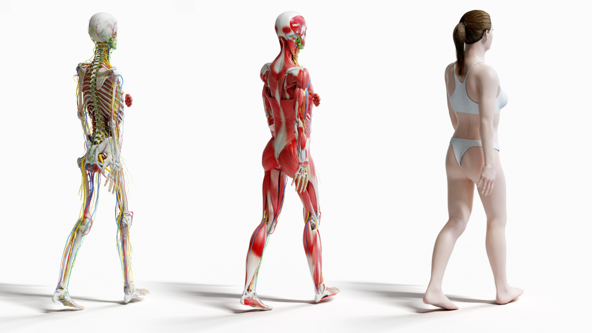 male female anatomy set 3D model https://p.turbosquid.com/ts-thumb/u1/LwdEWM/OSx4KsAb/tt_female_back/jpg/1604692375/1920x1080/turn_fit_q99/8112b88cf0cf27b1a97613f3ee4a6138affe7ed4/tt_female_back-1.jpg