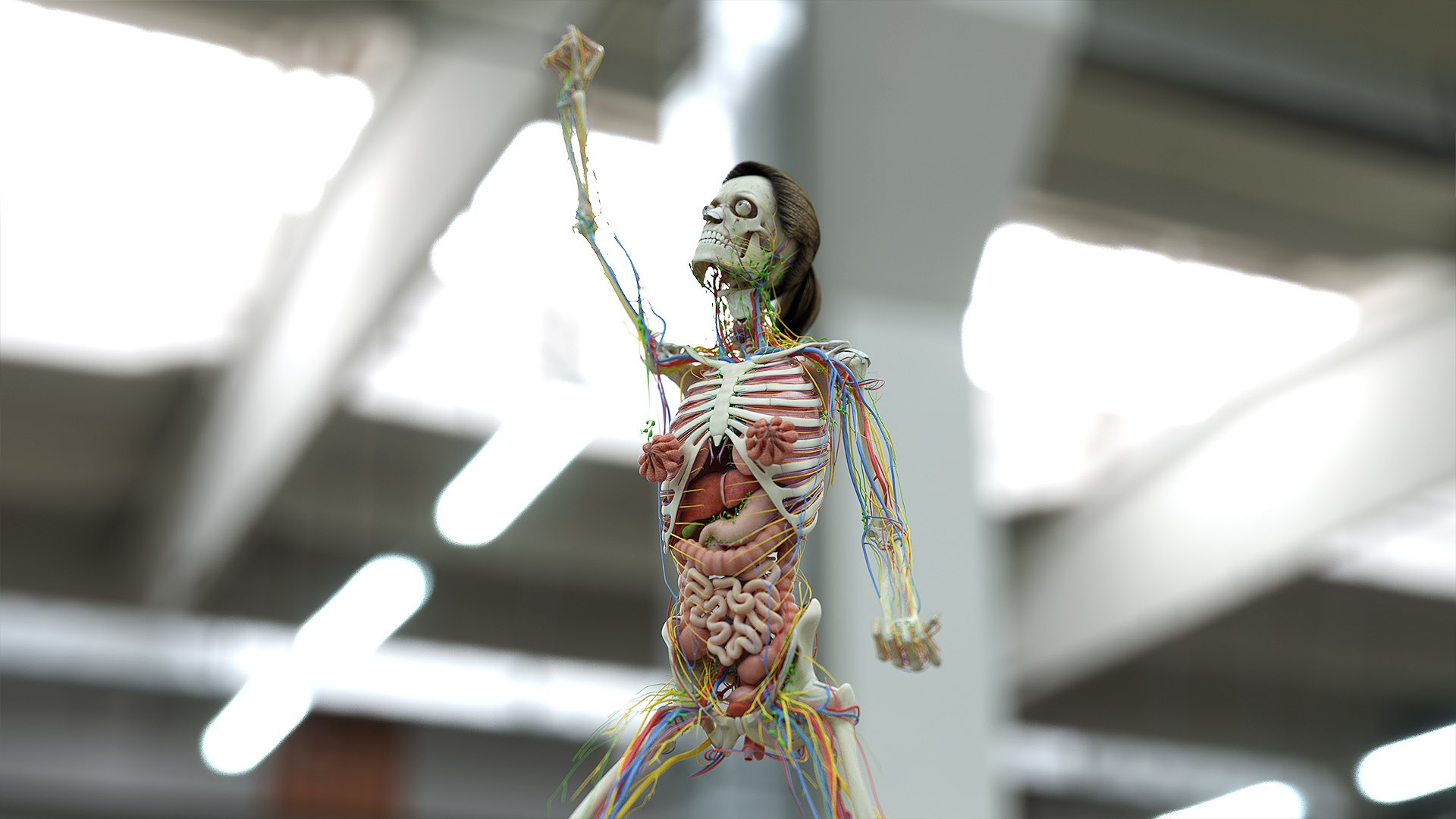 male female anatomy set 3D model https://p.turbosquid.com/ts-thumb/u1/LwdEWM/PGq3Gbax/fem_06_d/jpg/1595252069/1920x1080/fit_q87/f01d7fb48b65ac8f6ba55aa1598f6fe58e3db487/fem_06_d.jpg