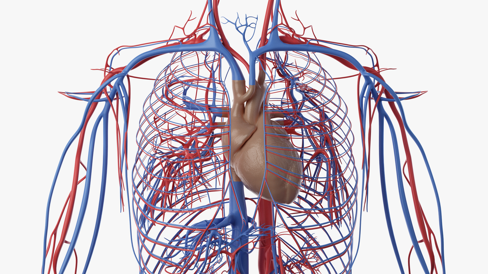 male female anatomy set 3D model https://p.turbosquid.com/ts-thumb/u1/LwdEWM/RdWgcbmJ/turntable_anatomy_vasc_close/png/1595252447/1920x1080/turn_fit_q99/7db9bb29aa7e47d846f807948689fd0dab176cd5/turntable_anatomy_vasc_close-1.jpg