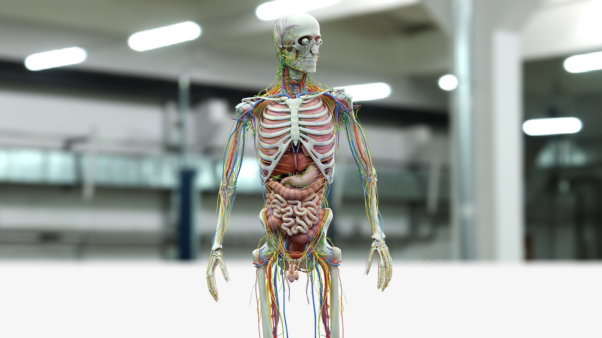 male female anatomy set 3D model https://p.turbosquid.com/ts-thumb/u1/LwdEWM/VKIev61u/male_04_c/jpg/1604692356/1920x1080/fit_q87/7fdca65d26b4ceb3be4ae7134665c8ac6f95c9f5/male_04_c.jpg