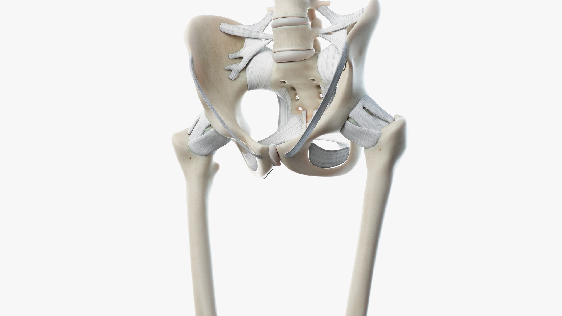 male female anatomy set 3D model https://p.turbosquid.com/ts-thumb/u1/LwdEWM/YDMzA1pM/skeleton13/png/1595253215/1920x1080/fit_q87/d472b7134fb012501e3f46951583f1abfdee59e8/skeleton13.jpg
