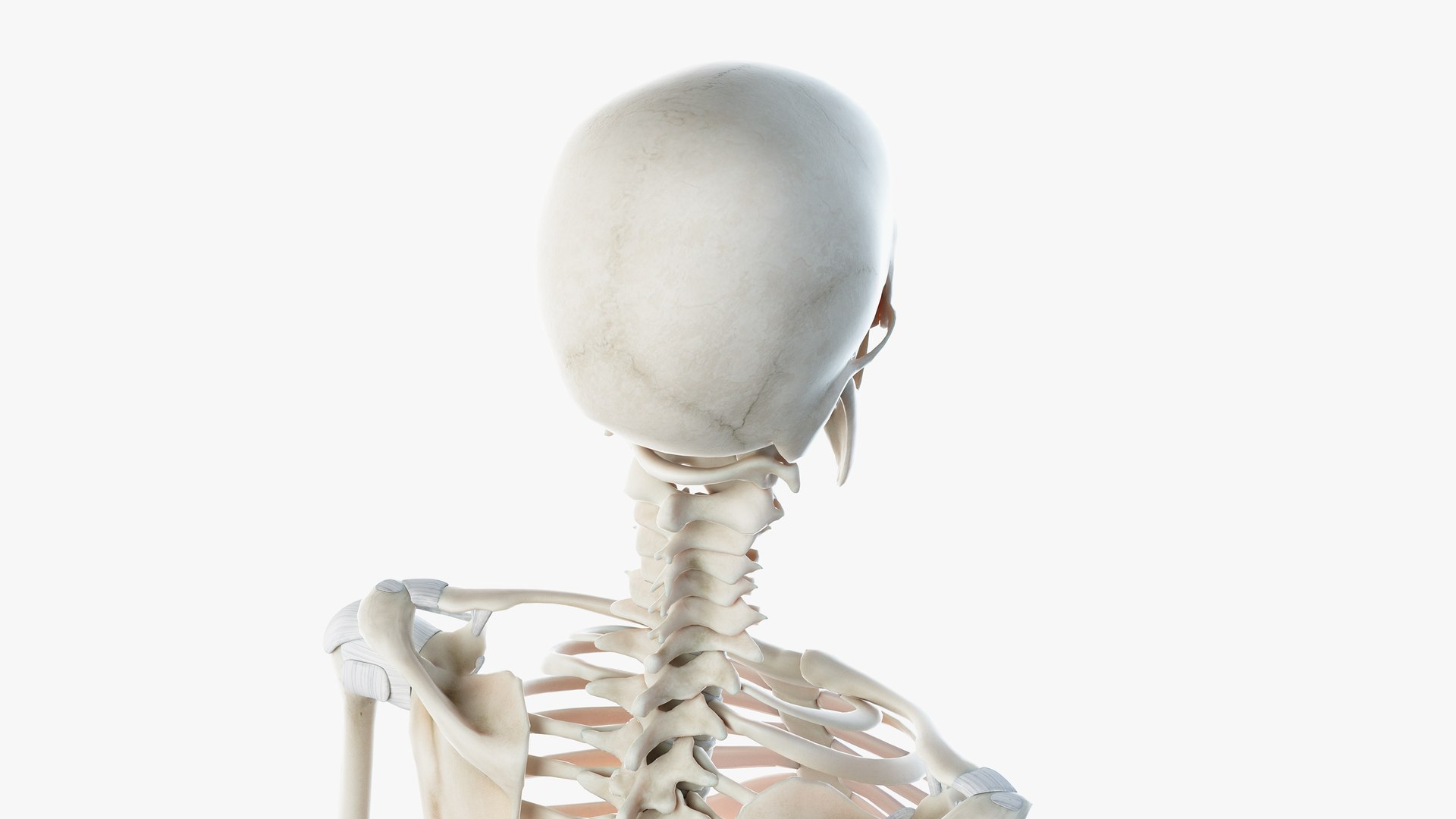 male female anatomy set 3D model https://p.turbosquid.com/ts-thumb/u1/LwdEWM/Yof1Tj1R/skeleton09/png/1595253215/1920x1080/fit_q87/72752d070a7713469a5e3d4d5100f26f8f3fb562/skeleton09.jpg