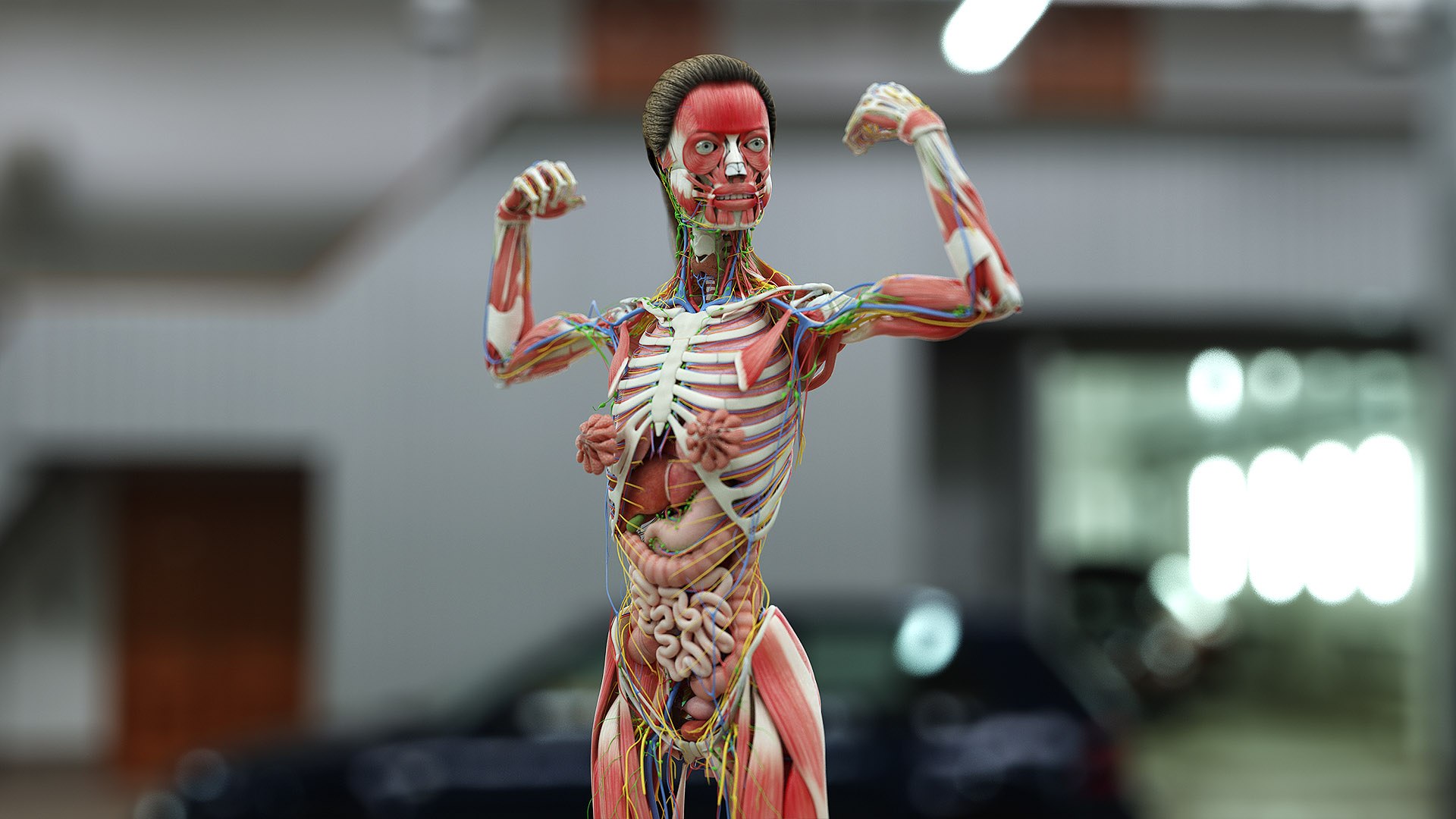 male female anatomy set 3D model https://p.turbosquid.com/ts-thumb/u1/LwdEWM/ZAkfSA2f/fem_02_c/jpg/1595252068/1920x1080/fit_q87/7d1158e56a3ba33b9273eb9aa3b6497ec439fc4b/fem_02_c.jpg