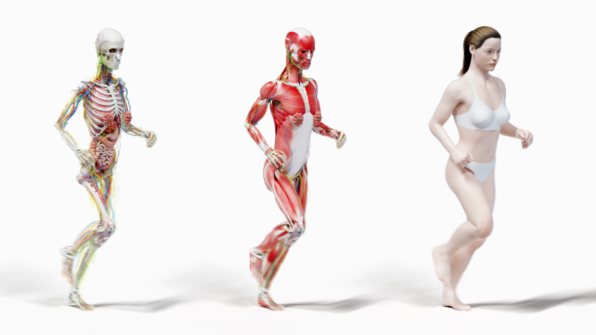 male female anatomy set 3D model https://p.turbosquid.com/ts-thumb/u1/LwdEWM/cVQyCkA4/tt_female_front/jpg/1604692360/1920x1080/turn_fit_q99/0a9ab91164219e5699163b84596651d671a5ed35/tt_female_front-1.jpg