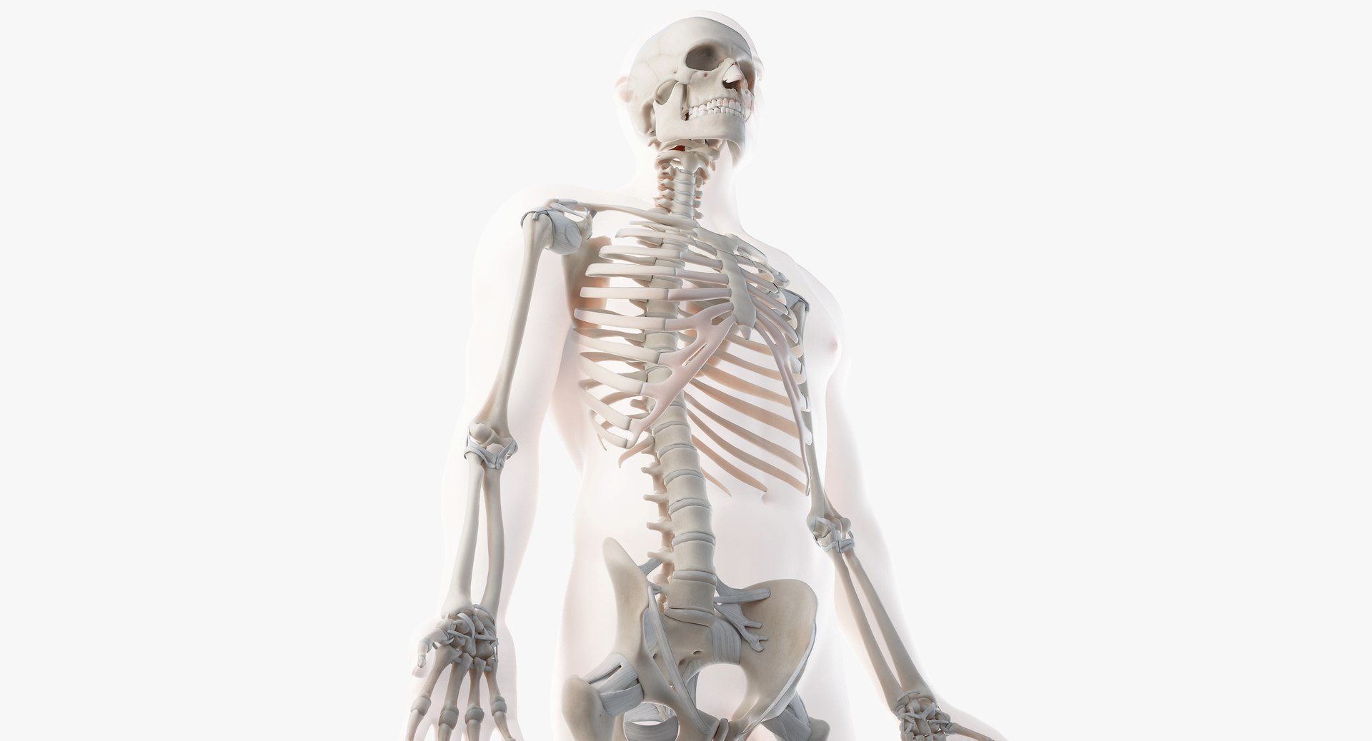 male female anatomy set 3D model https://p.turbosquid.com/ts-thumb/u1/LwdEWM/dE0AU9nS/mainimage_cinema_02/png/1595253215/1920x1080/fit_q87/13d5fa15e027ab8e57ebac38a218562022648ddf/mainimage_cinema_02.jpg