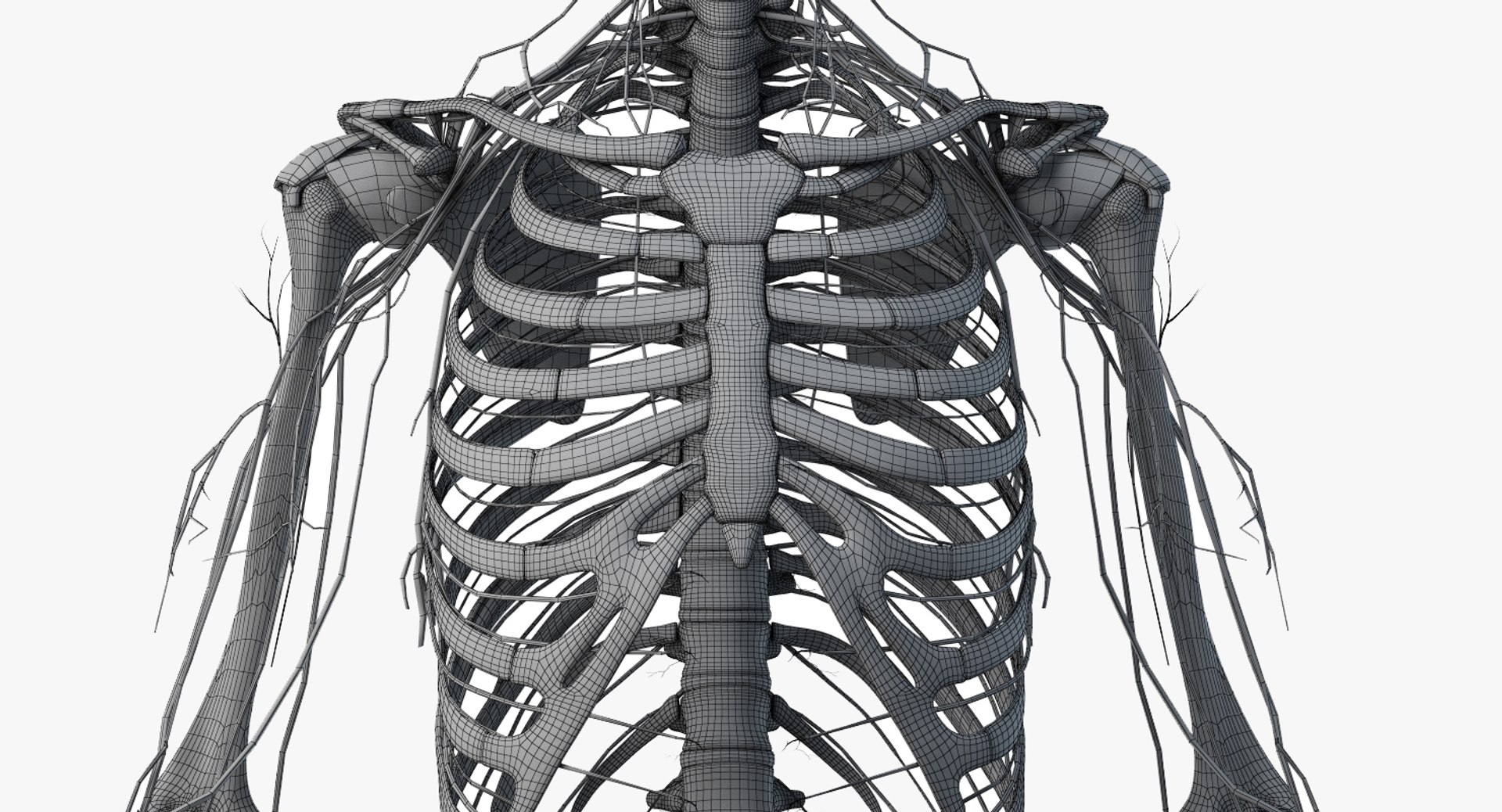 male female anatomy set 3D model https://p.turbosquid.com/ts-thumb/u1/LwdEWM/e4O8aetr/2019_female_wire_anatomy_skel_nerves0002/jpg/1595315771/1920x1080/fit_q87/cfdbf60026edabf9f5854e694c448f16bf0b2eab/2019_female_wire_anatomy_skel_nerves0002.jpg