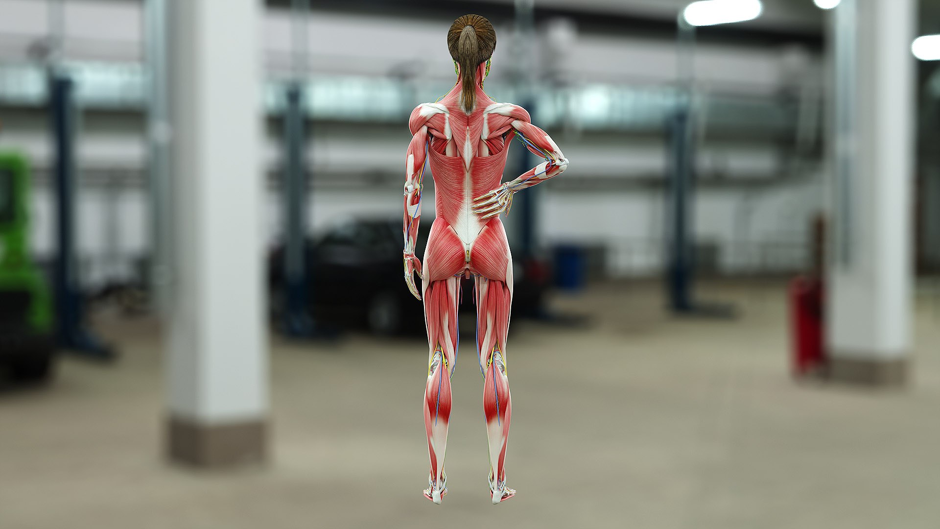 male female anatomy set 3D model https://p.turbosquid.com/ts-thumb/u1/LwdEWM/hZ65HwTi/fem_05_b/jpg/1595252069/1920x1080/fit_q87/fb2c6d7868b9989b5c5e5e73fd6527a25055b058/fem_05_b.jpg