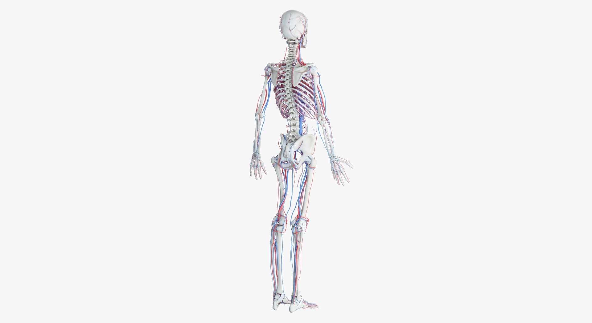 male female anatomy set 3D model https://p.turbosquid.com/ts-thumb/u1/LwdEWM/l8xp2hxl/2019_female_skeleton_vascular0005/jpg/1595315143/1920x1080/fit_q87/ad4352ef9b9bae99c150088463573b5fac1272d6/2019_female_skeleton_vascular0005.jpg
