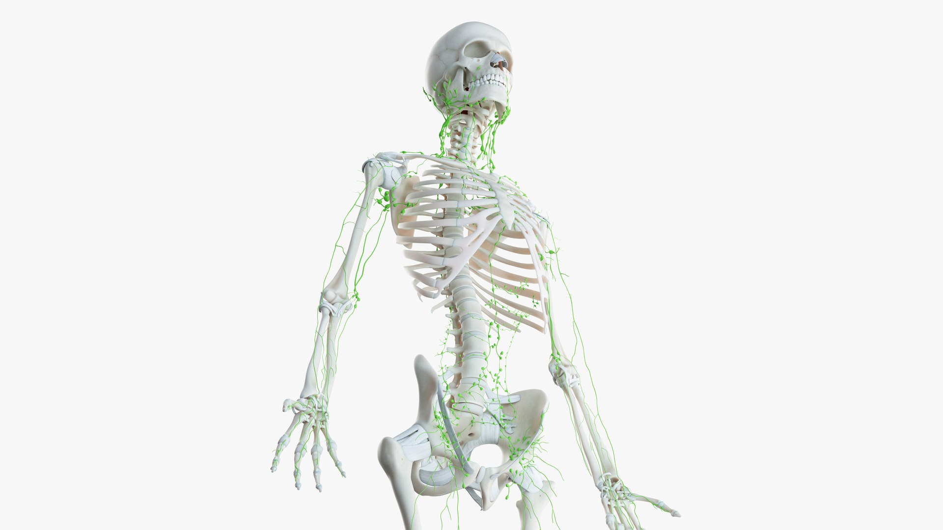 male female anatomy set 3D model https://p.turbosquid.com/ts-thumb/u1/LwdEWM/l9rigx37/2019_female_skeleton_lymphatic00000/jpg/1595315074/1920x1080/fit_q87/c1cce7e9c8698f95473a1722dcc7a050fc926150/2019_female_skeleton_lymphatic00000.jpg