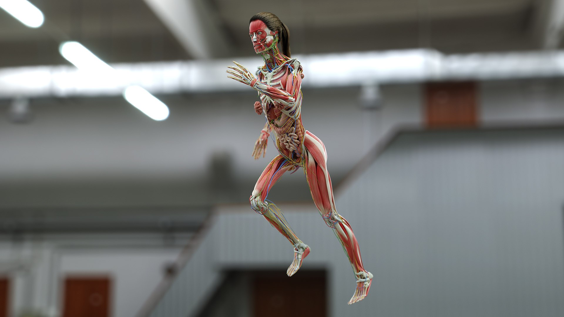 male female anatomy set 3D model https://p.turbosquid.com/ts-thumb/u1/LwdEWM/oFb9Eiyp/fem_03_c/jpg/1595252068/1920x1080/fit_q87/310cad9cef4032a350a86a932adfcc7a36cb13c7/fem_03_c.jpg