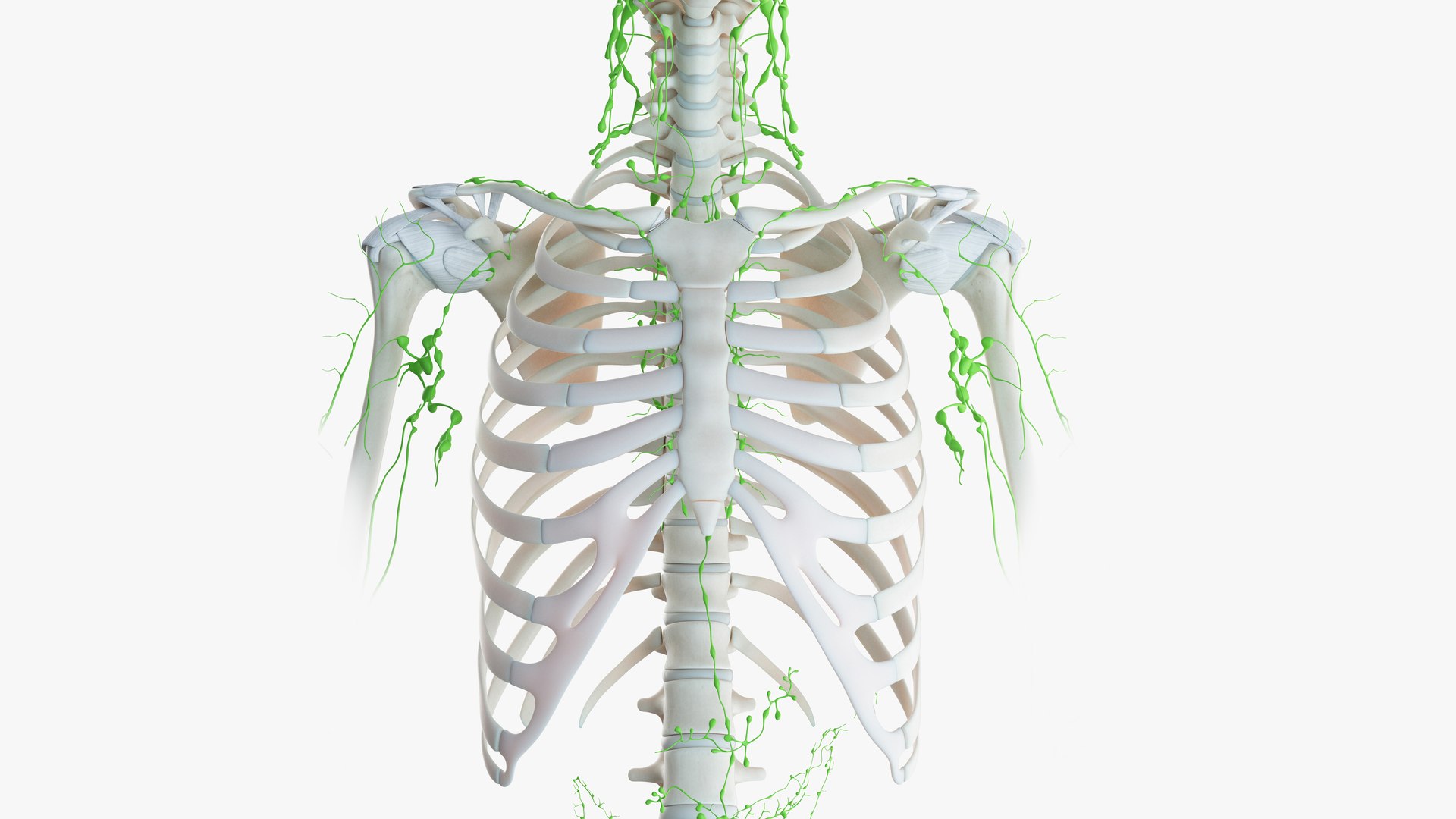 male female anatomy set 3D model https://p.turbosquid.com/ts-thumb/u1/LwdEWM/qbaAPycc/2019_female_skeleton_lymphatic0002/jpg/1595315074/1920x1080/fit_q87/7f1f64bf6e99f070bae3f344687d7a9b3ac53bfa/2019_female_skeleton_lymphatic0002.jpg
