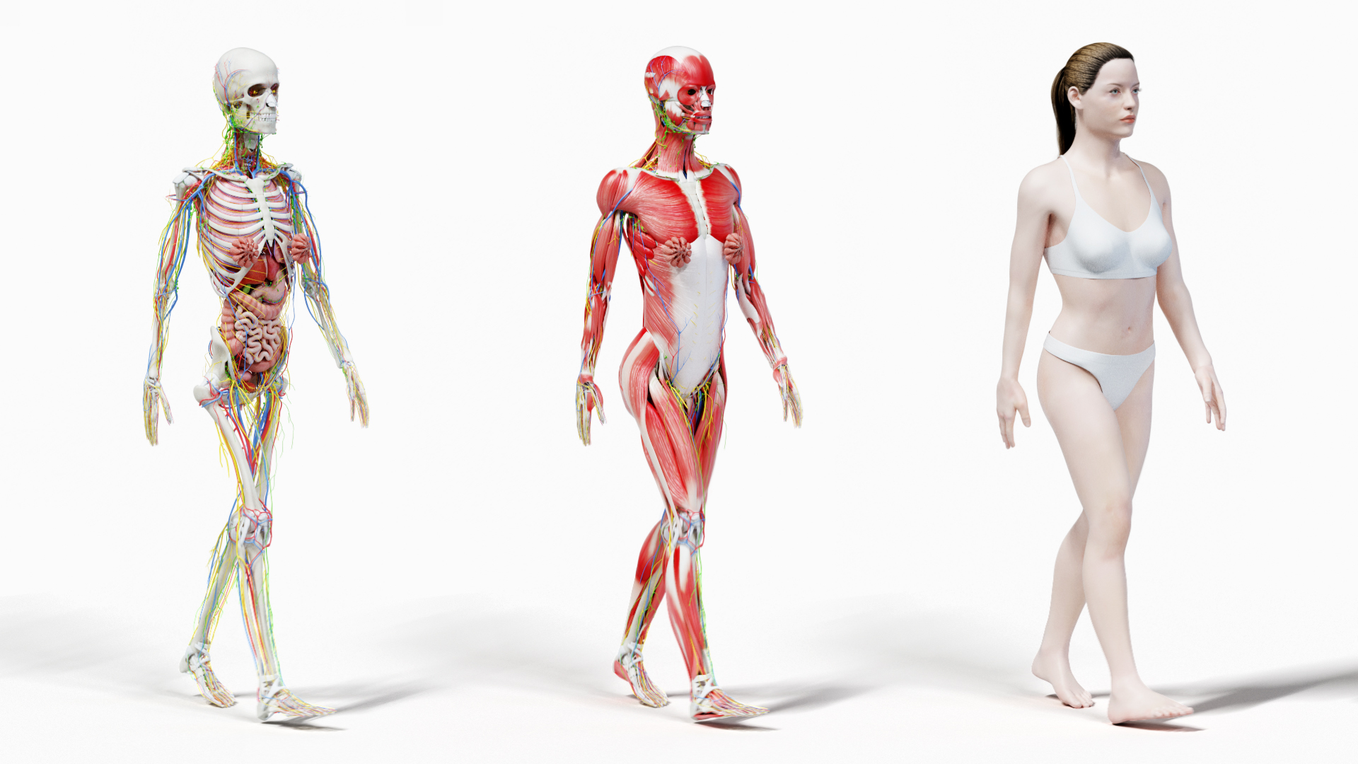 male female anatomy set 3D model https://p.turbosquid.com/ts-thumb/u1/LwdEWM/raHG2AM9/tt_female_front/jpg/1604692349/1920x1080/turn_fit_q99/30fcf527195799d36bf052dd867b52c64f20c300/tt_female_front-1.jpg