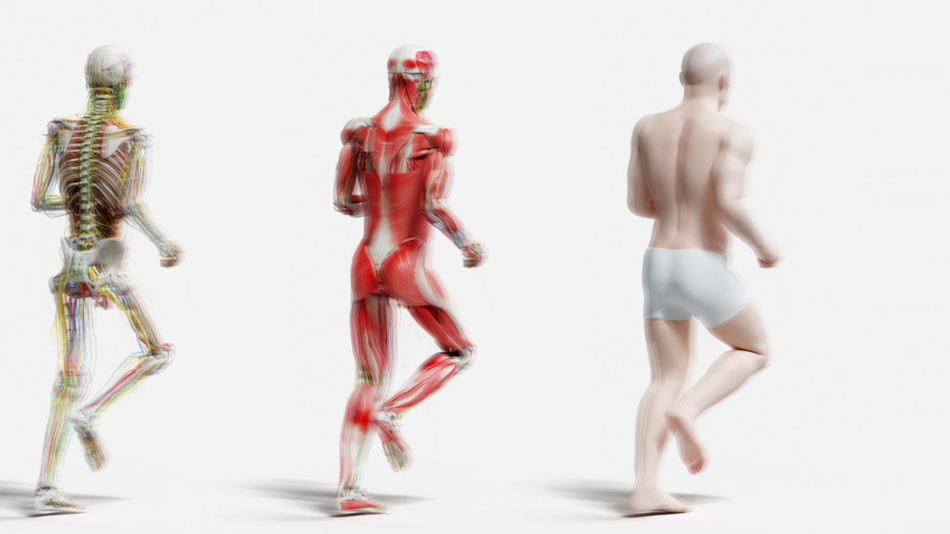 male female anatomy set 3D model https://p.turbosquid.com/ts-thumb/u1/LwdEWM/rtkyAQKG/tt_male_back/jpg/1604692335/1920x1080/turn_fit_q99/1c69a51a9dd61334e15914f0012b6075ab38ee73/tt_male_back-1.jpg