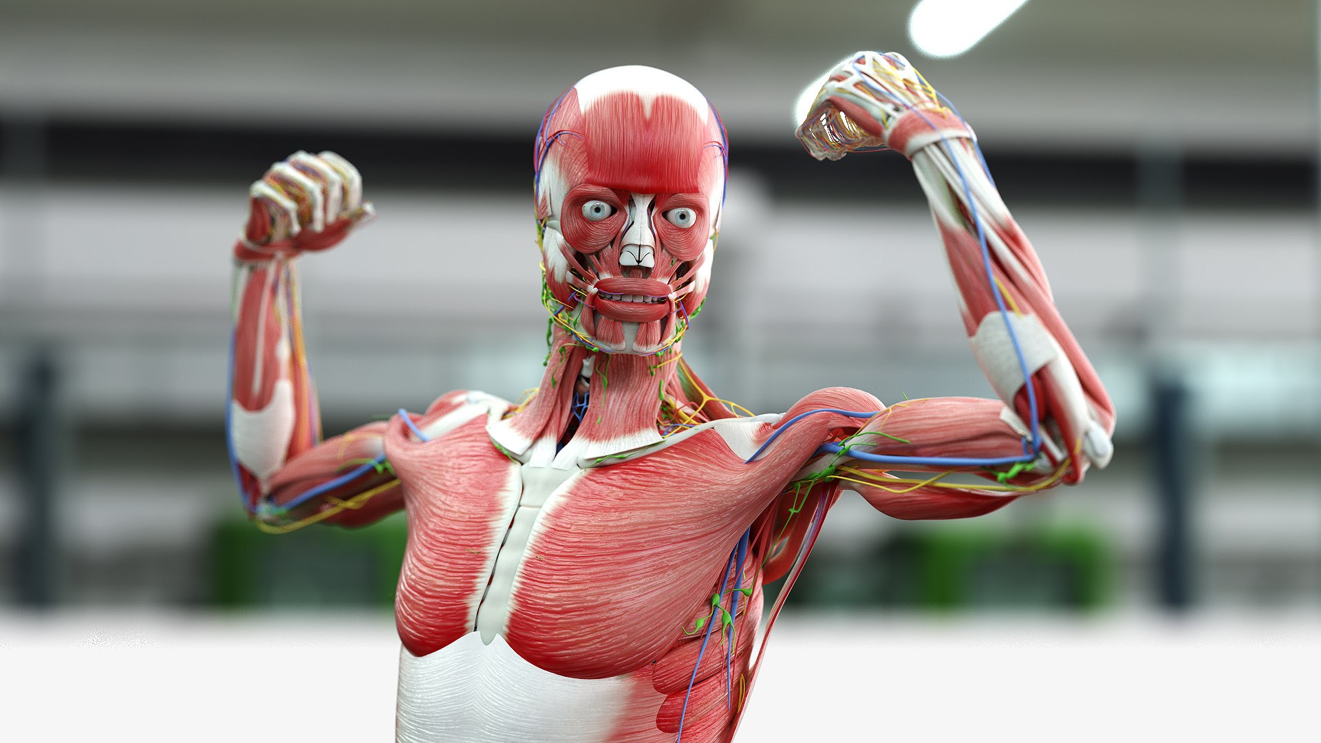 male female anatomy set 3D model https://p.turbosquid.com/ts-thumb/u1/LwdEWM/sRTyk6sf/male_02_b/jpg/1604692356/1920x1080/fit_q87/88c5ef059b607cb47ff544260463c8376a9a191d/male_02_b.jpg