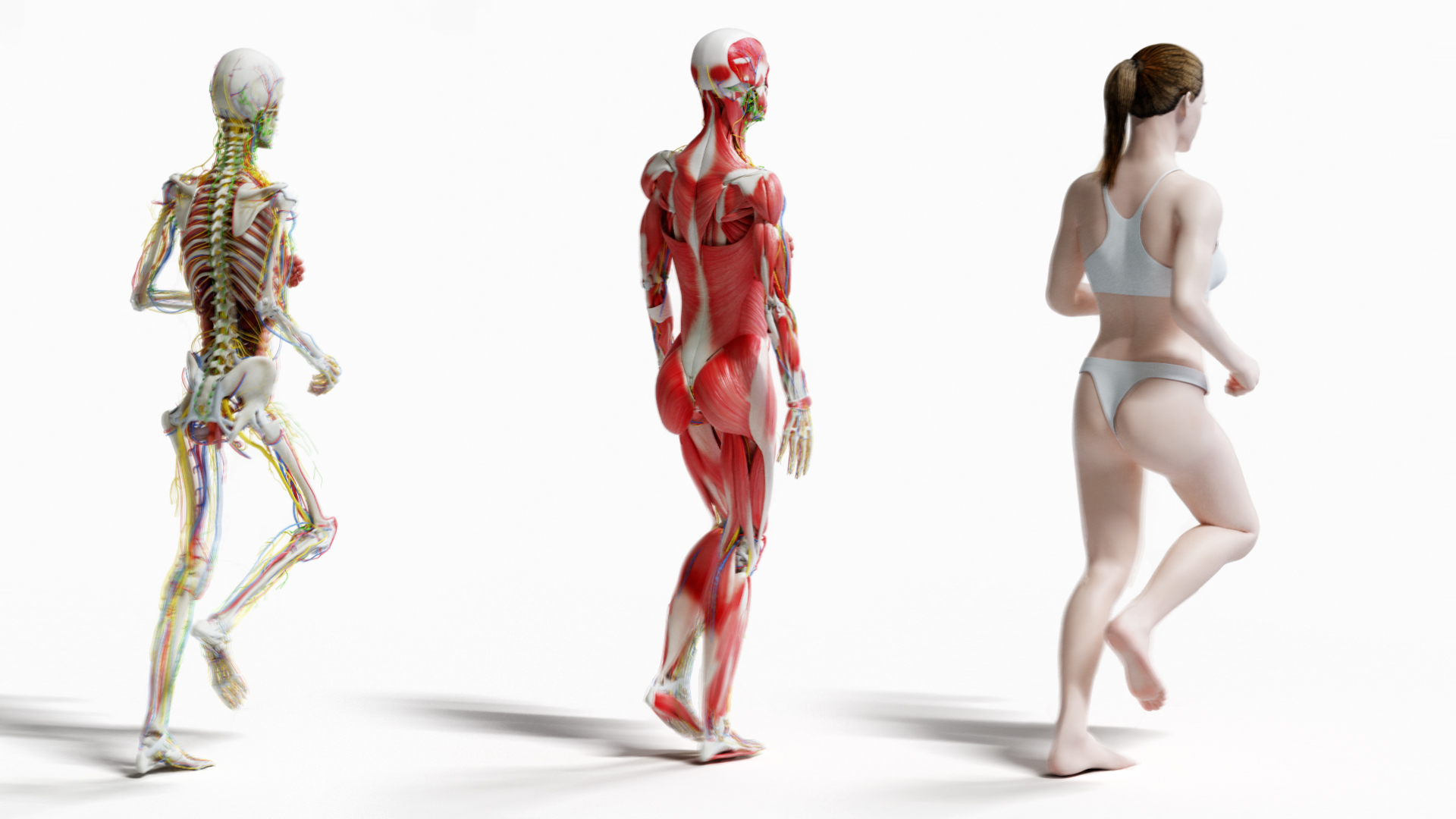 3D Complete Female Body Anatomy - TurboSquid 1611039