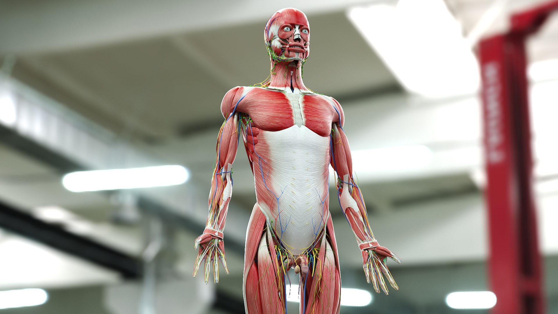 male female anatomy set 3D model https://p.turbosquid.com/ts-thumb/u1/LwdEWM/zn96e5QW/male_08_b/jpg/1604692357/1920x1080/fit_q87/36f13d3160bc345f5d613d79fa5a050300c9508d/male_08_b.jpg
