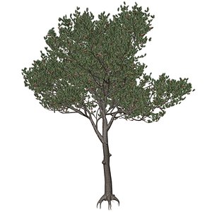 Italian Stone Pine Tree - 07 - 3D model