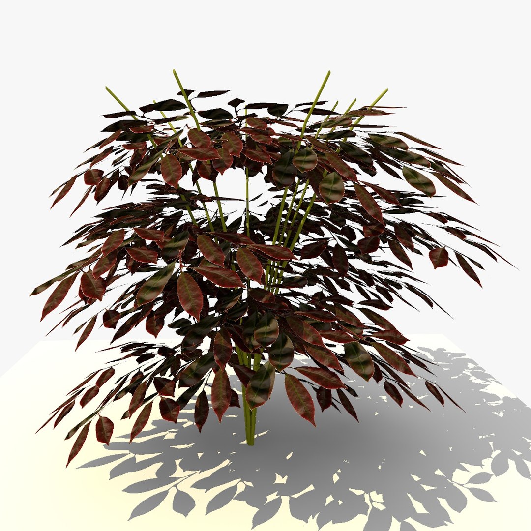 3d Plant Bush