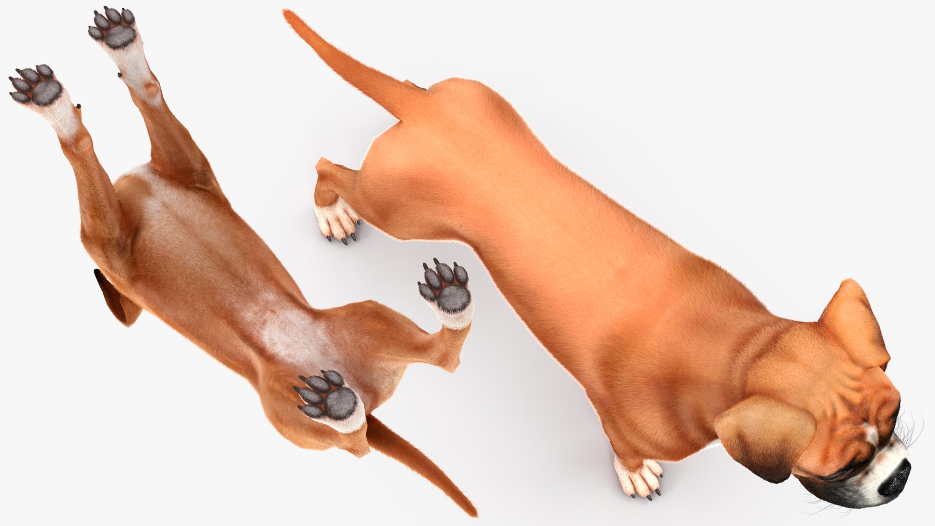 3D Boxer Dog Fur Model - TurboSquid 2250598