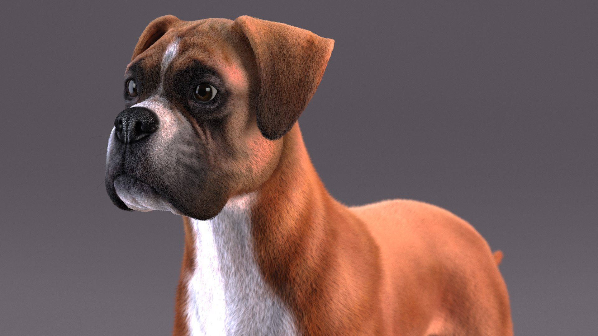 3D Boxer Dog Fur Model - TurboSquid 2250598