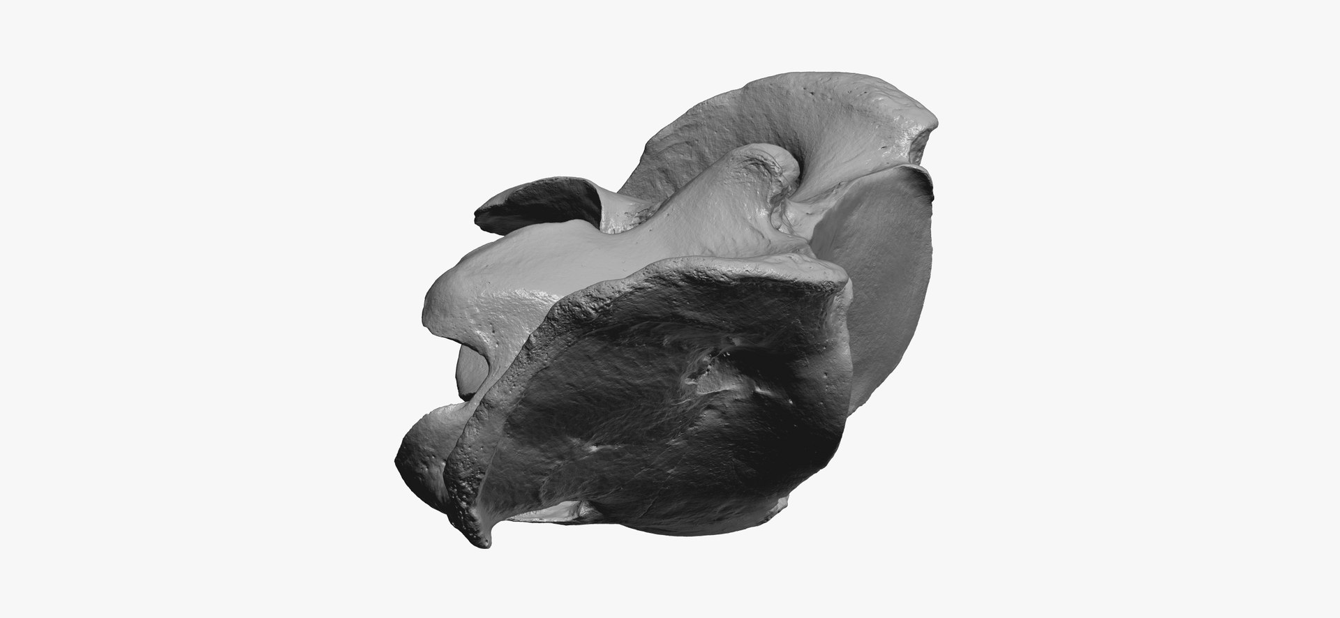 3D horse equus ferus caballus https://p.turbosquid.com/ts-thumb/u1/Z0WKLb/BtyGOz4T/horse__equus_ferus_caballus__atlas_cervical_vertebrae_bone_01_thumbnail_12/jpg/1601620041/1920x1080/fit_q87/69d1427db3355621f1bb4452e2a25a1876597d44/horse__equus_ferus_caballus__atlas_cervical_vertebrae_bone_01_thumbnail_12.jpg
