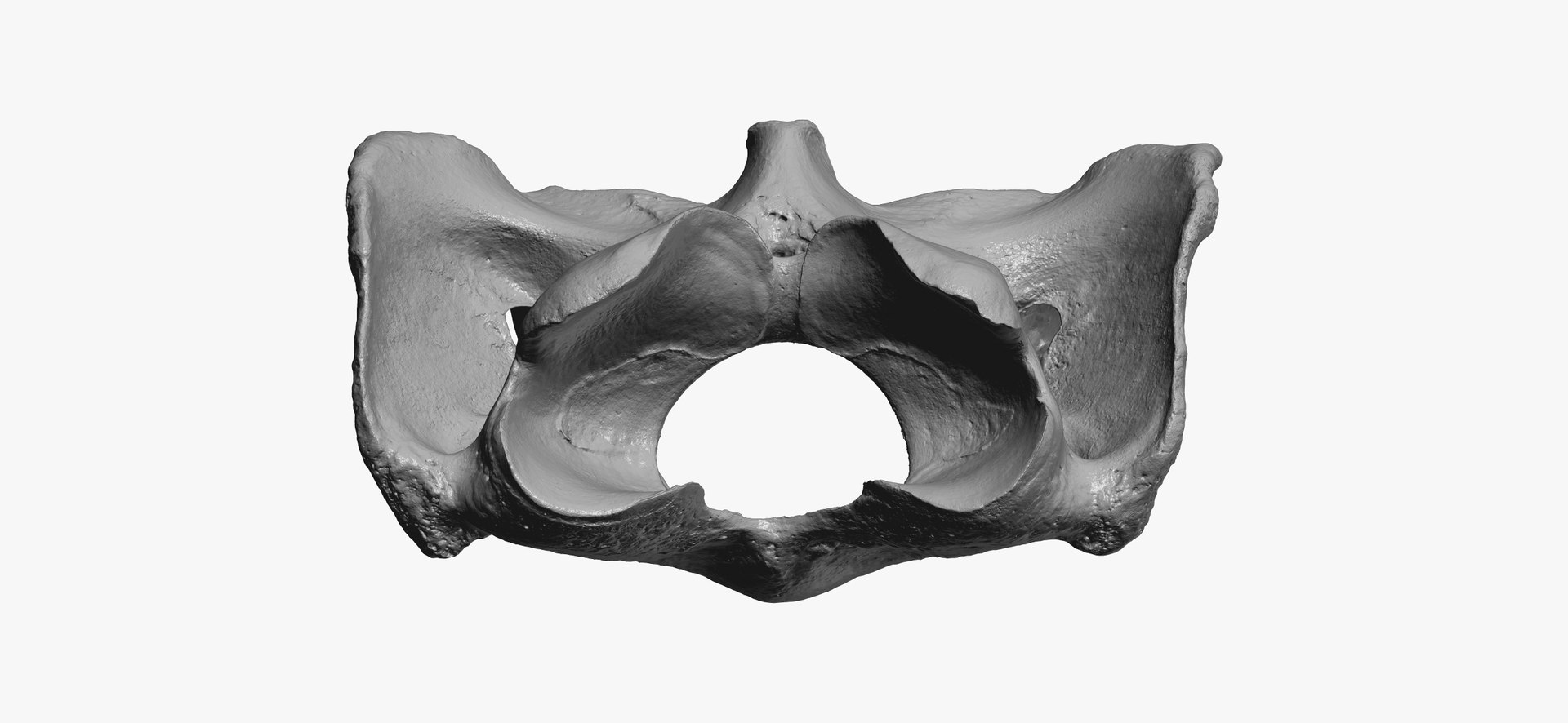3D horse equus ferus caballus https://p.turbosquid.com/ts-thumb/u1/Z0WKLb/iwE8IC5X/horse__equus_ferus_caballus__atlas_cervical_vertebrae_bone_01_thumbnail_10/jpg/1601620041/1920x1080/fit_q87/890a62aa060bb297db0f6f7bc888376d542a50ab/horse__equus_ferus_caballus__atlas_cervical_vertebrae_bone_01_thumbnail_10.jpg