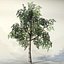 Tree_025