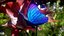 Blue Morpho Butterfly