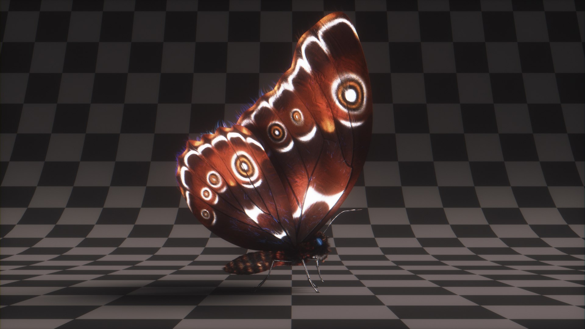 morpho butterfly blue 3D https://p.turbosquid.com/ts-thumb/u1/iULPaI/Dj/13/jpg/1613777191/1920x1080/fit_q87/226830722c268ac5f3b6d9896318a2ab48529126/13.jpg