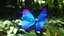 Blue Morpho Butterfly