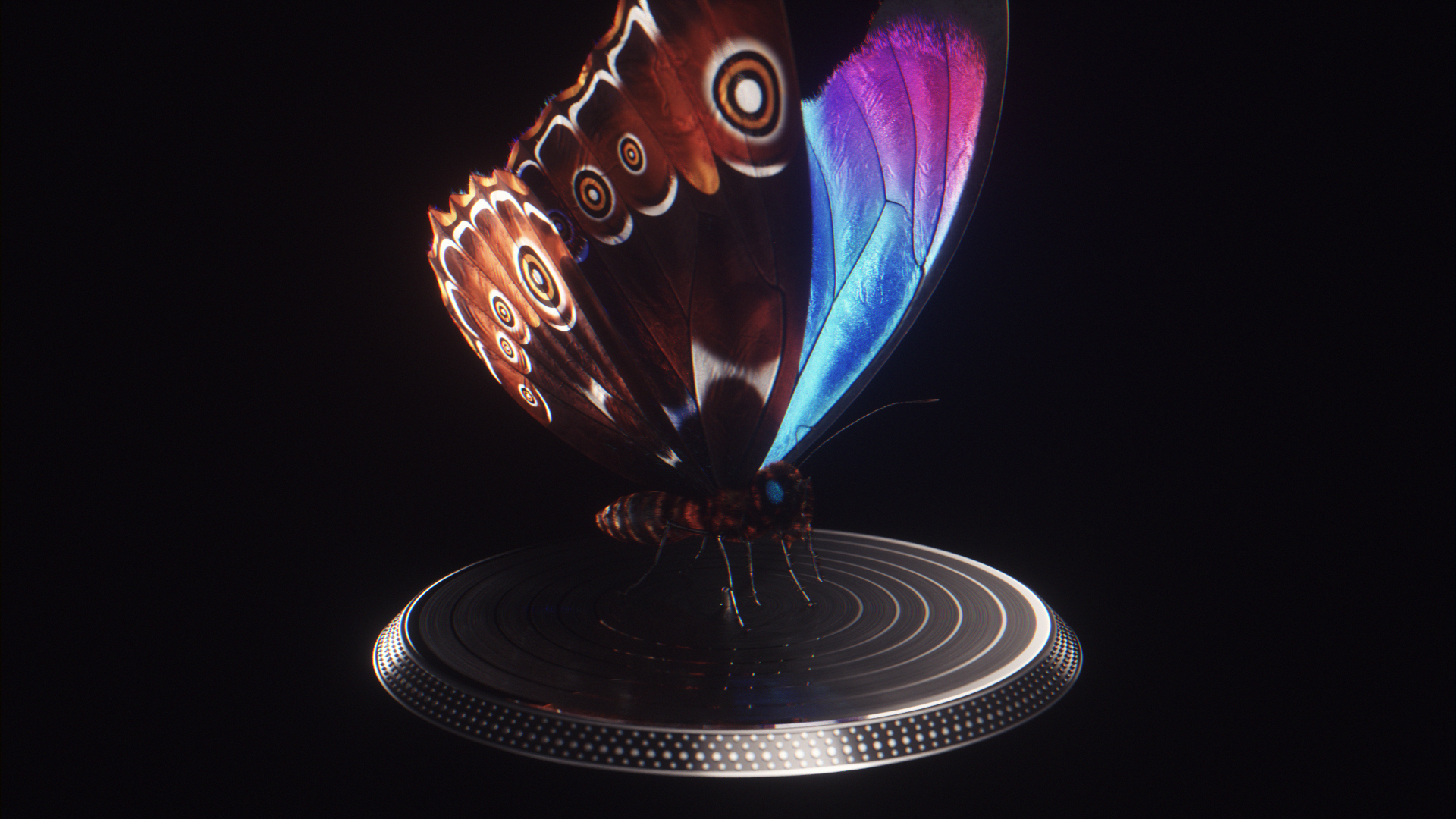 morpho butterfly blue 3D https://p.turbosquid.com/ts-thumb/u1/iULPaI/JB/butterfly_turntable/jpg/1613780221/1920x1080/turn_fit_q99/09a06e4157d5b82aa614e7a7f5dce691650fc1ef/butterfly_turntable-1.jpg