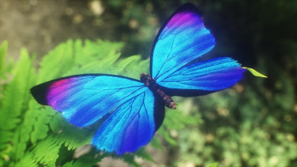 modelo 3d Mariposa Morpho Azul - TurboSquid 1694491