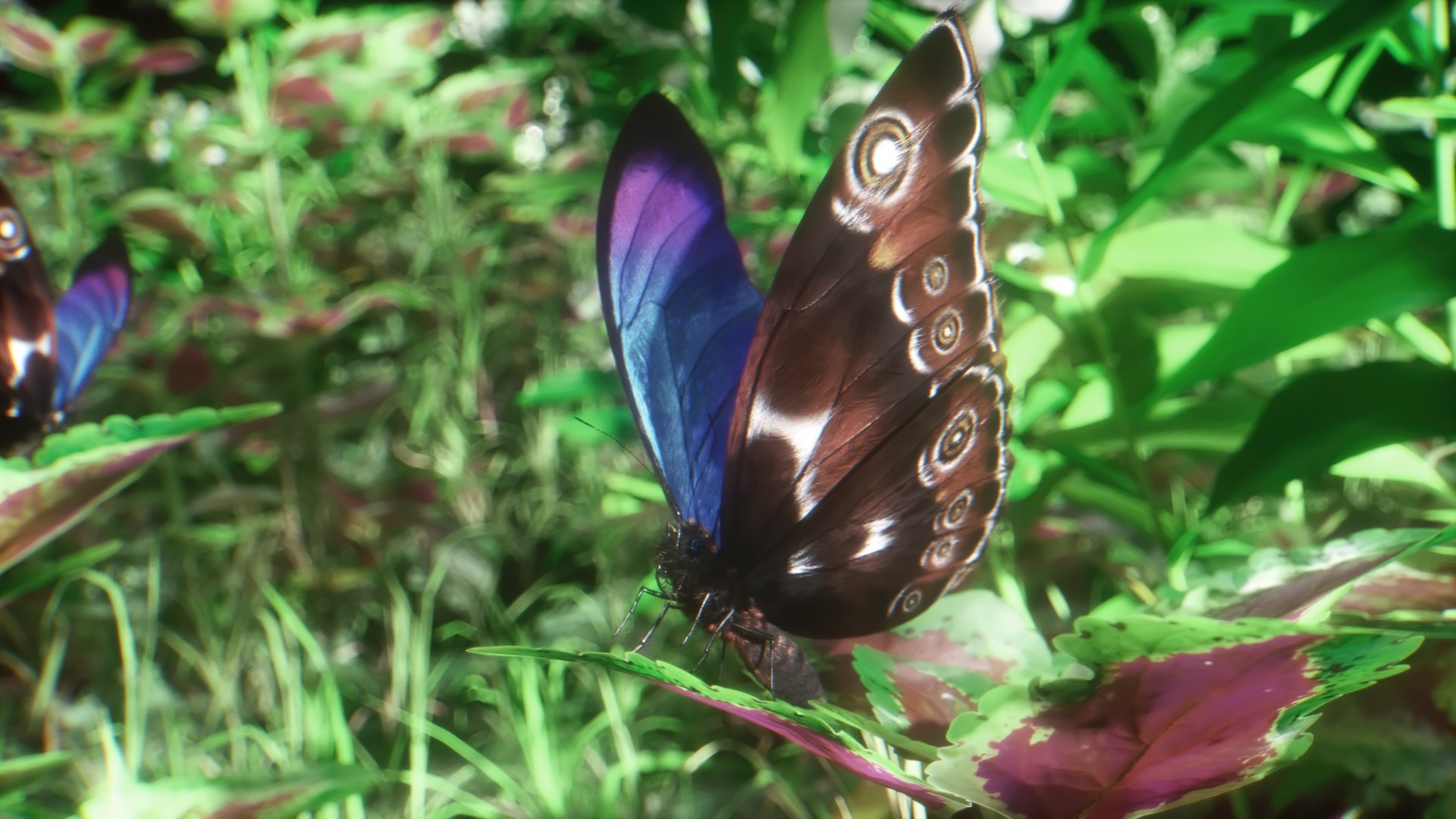 morpho butterfly blue 3D https://p.turbosquid.com/ts-thumb/u1/iULPaI/NL/24/jpg/1613777314/1920x1080/fit_q87/47d5802e0f00fd6c5e13471e43f7b0f6667fc166/24.jpg