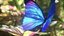 Blue Morpho Butterfly