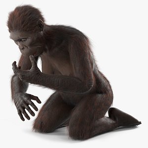 3D Australopithecus Woman Educational Figure Black Fur Rigged for Maya model